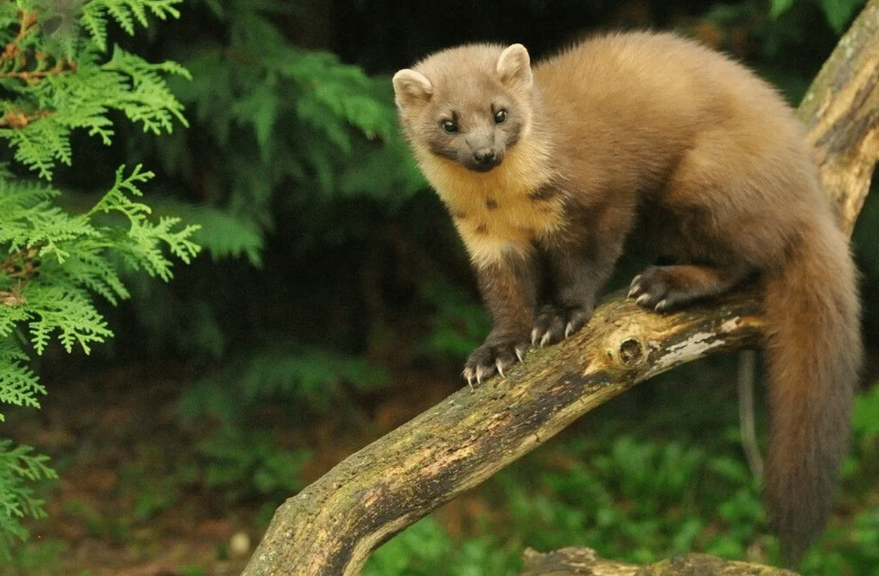 Ein extrem wirksames Mittel gegen Marder. Sie f&uuml;rchten sich davor wie vor dem Feuer &ndash; einmal spr&uuml;hen reicht aus