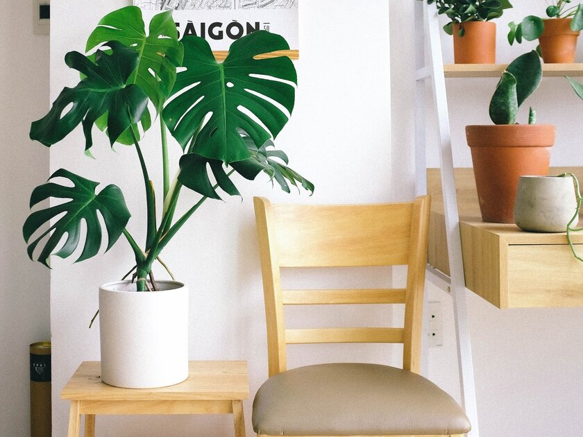 Stellen Sie es in Ihr Schlafzimmer. Nachts produziert es Sauerstoff und verbessert tats&auml;chlich Ihren Schlaf