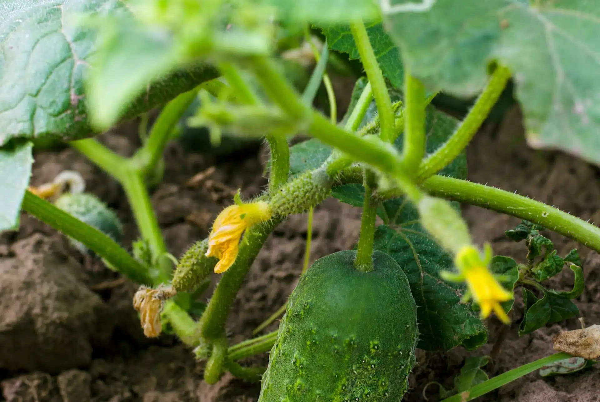 Gurken wachsen wie Hefe. Alles, was sie brauchen, ist gute Gesellschaft im Garten.