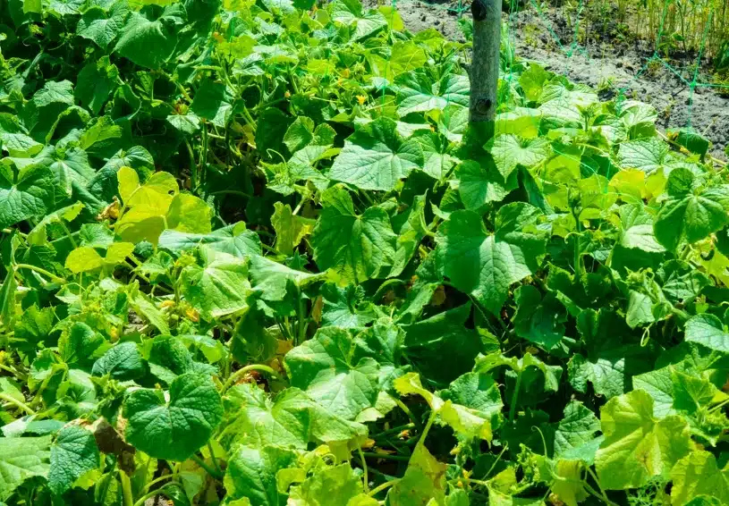 Ich pflanze sie immer neben Gurken. Niemand in der Gegend hat eine solche Ernte.
