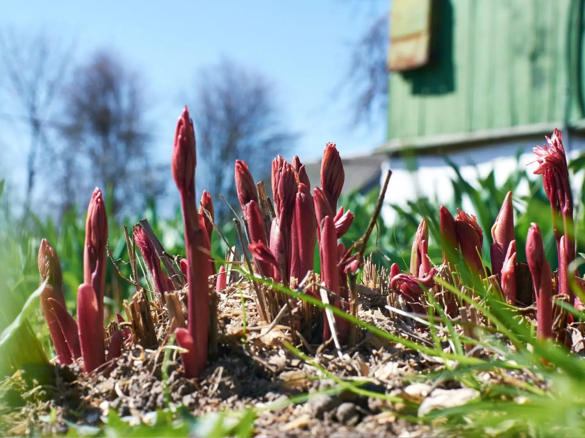 Pflege von Pfingstrosen im Vorfr&uuml;hling. In Wasser aufl&ouml;sen und gie&szlig;en, dann erscheinen schnell Knospen.