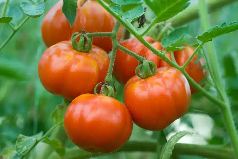 Pflanzen Sie diese Pflanze niemals neben Tomaten. Statt einer Ernte werden Sie Probleme haben.