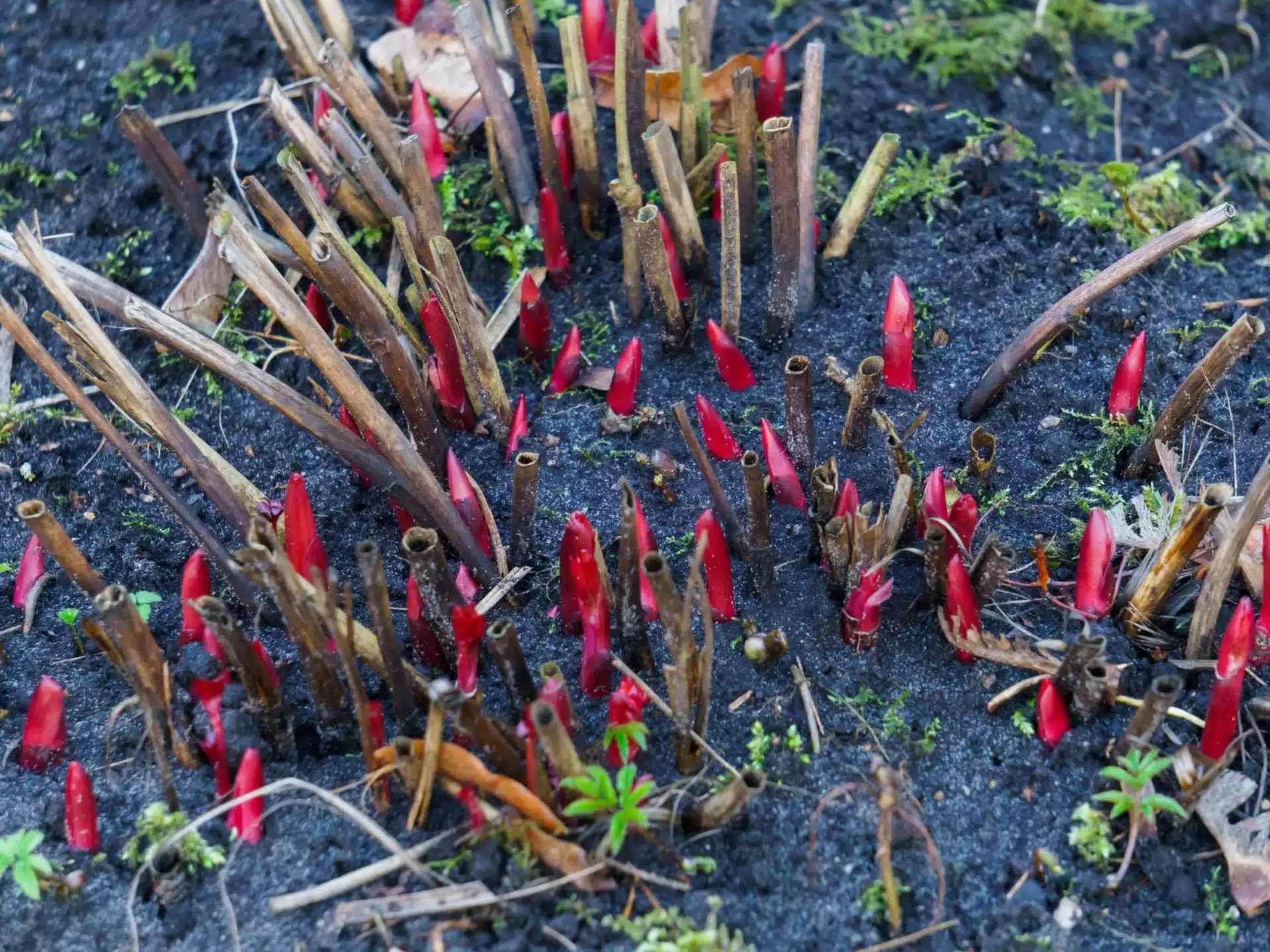 Pflege von Pfingstrosen im Vorfr&uuml;hling. In Wasser aufl&ouml;sen und gie&szlig;en, dann erscheinen schnell Knospen.