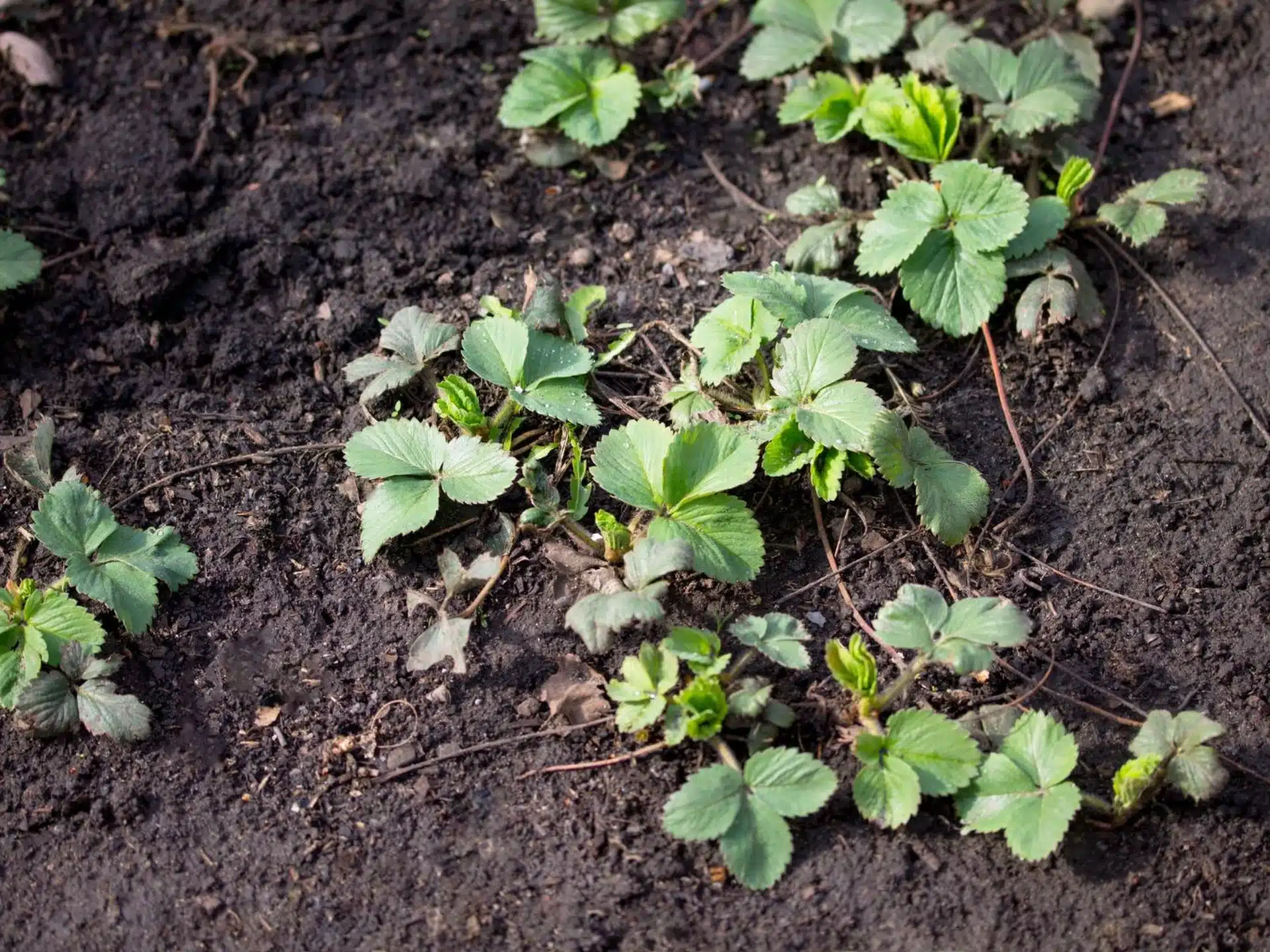 Erdbeeren anbauen. Was tun im Februar, um im Sommer mehr Beeren zu haben?