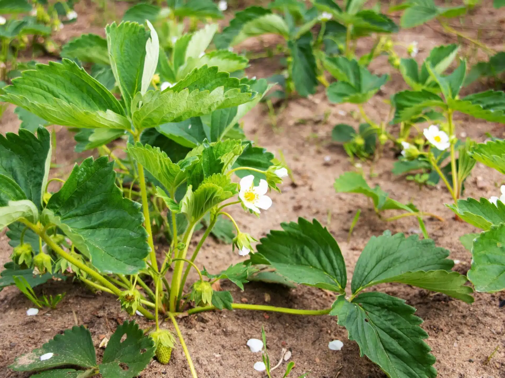 Erdbeeren anbauen. Was tun im Februar, um im Sommer mehr Beeren zu haben?