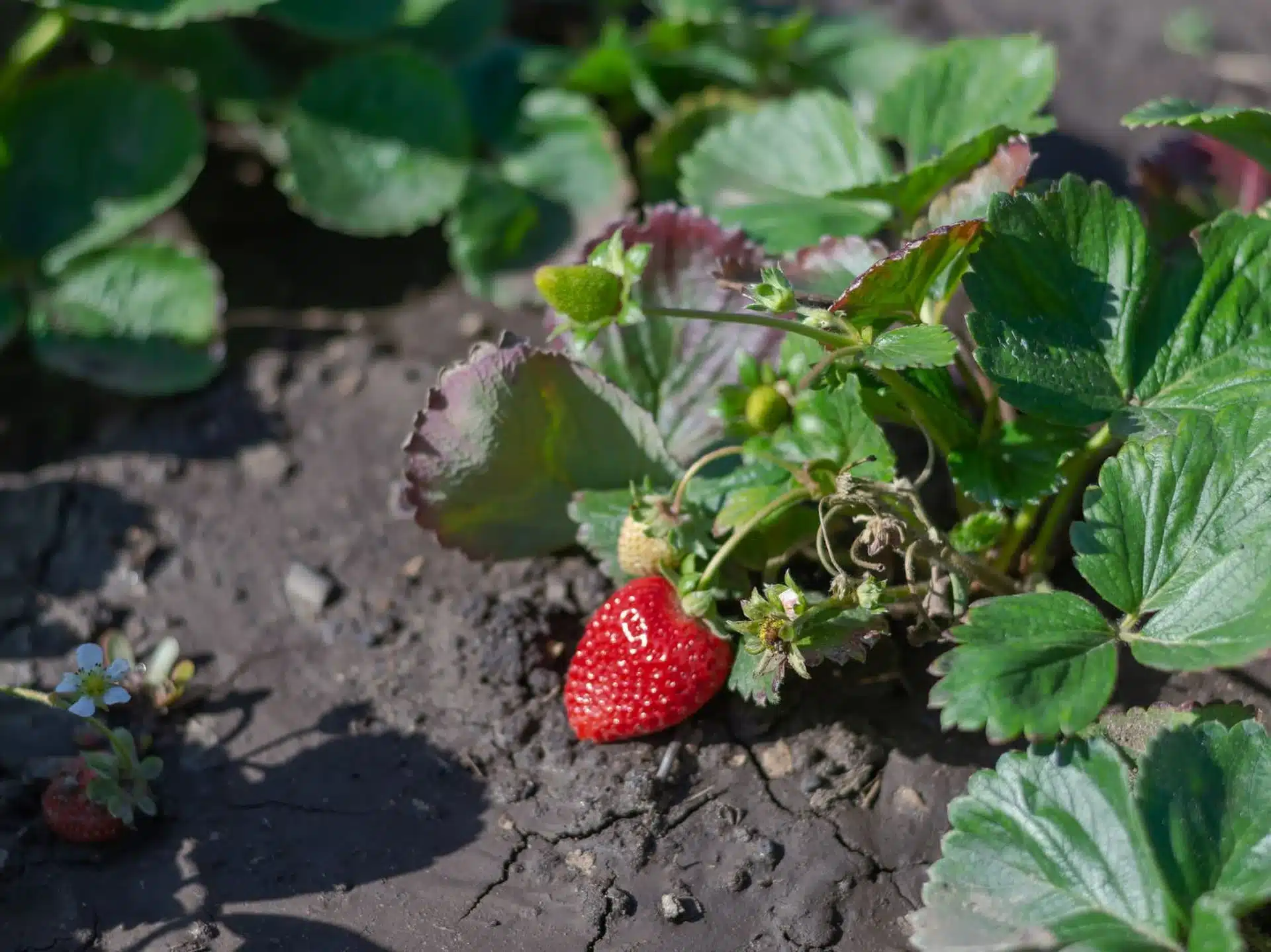 Erdbeeren anbauen. Was tun im Februar, um im Sommer mehr Beeren zu haben?
