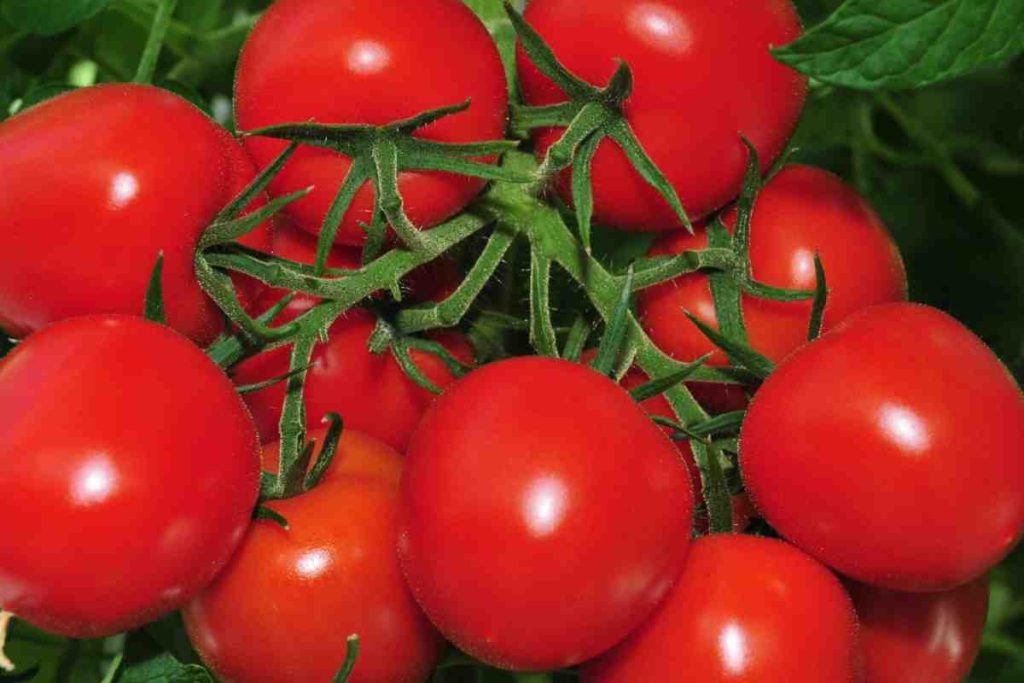 Werfen Sie 1 Löffel in das Loch – die Tomaten werden nicht krank und bleiben immer fleischig: in den Früchten von 10/10 Büschen