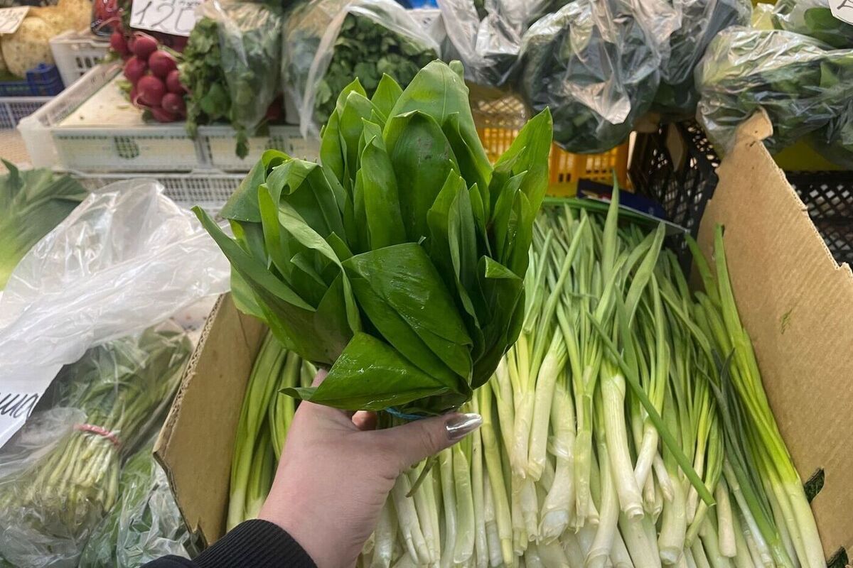 Die ges&uuml;ndeste Pflanze, die im Fr&uuml;hling in der Slowakei w&auml;chst. Die Saison steht vor der T&uuml;r und Experten warten sehns&uuml;chtig darauf.