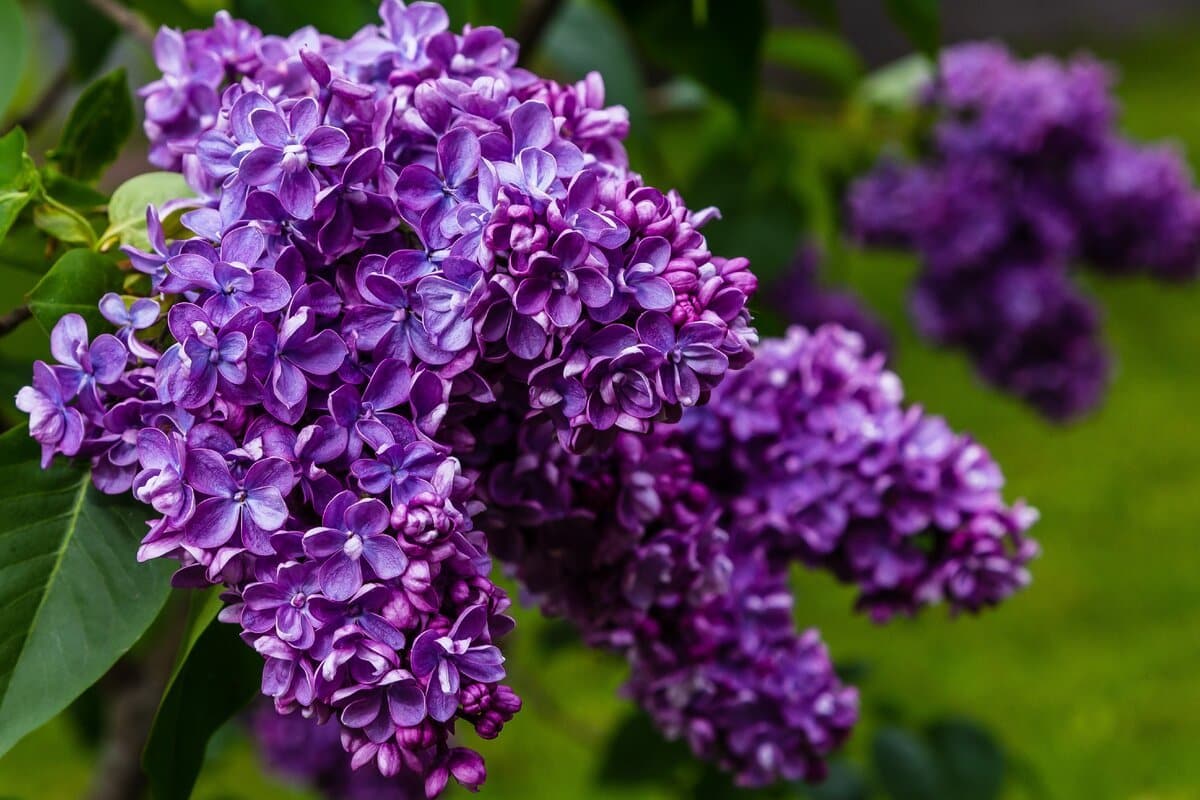 Sie sind genauso schön wie Hortensien, aber deutlich anspruchsloser. Jeder Gärtner kann damit umgehen.