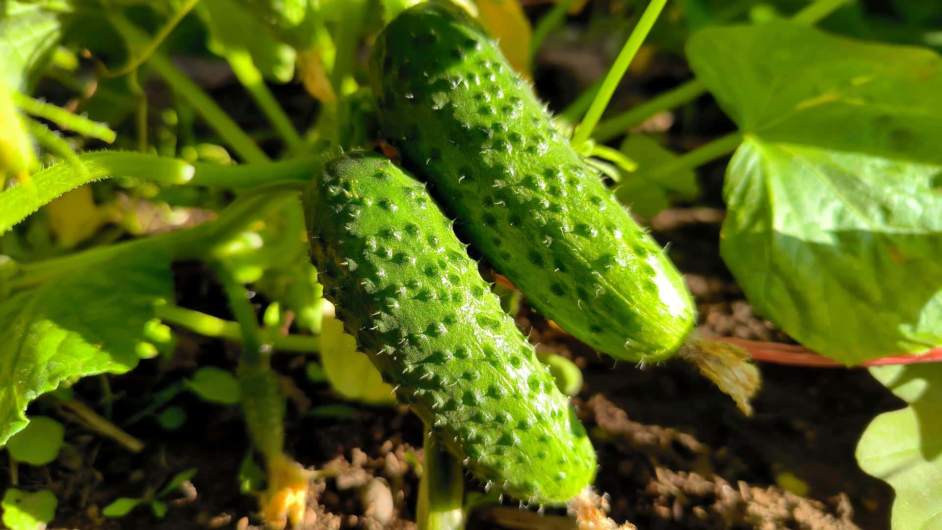 Ich pflanze sie immer neben Gurken. Niemand in der Umgebung hat solche Ertr&auml;ge.