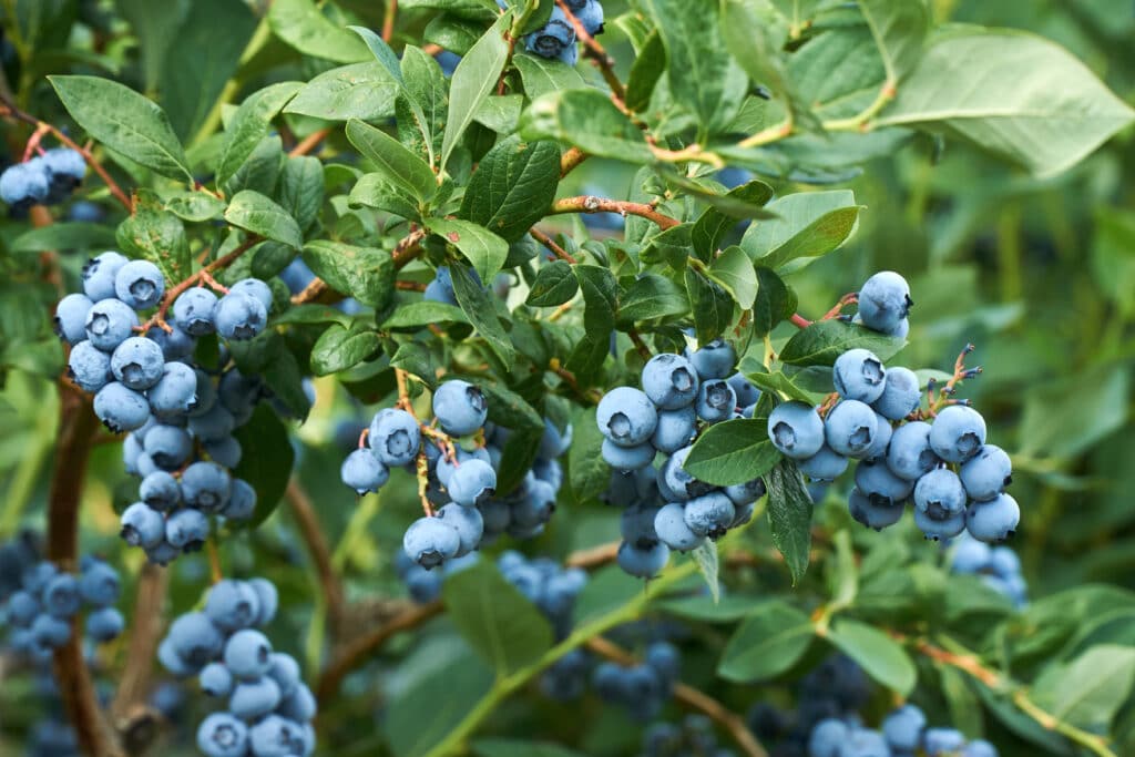 Vergraben Sie es unter amerikanischen Blaubeeren. Die Str&auml;ucher werden sich unter der Last der Fr&uuml;chte biegen