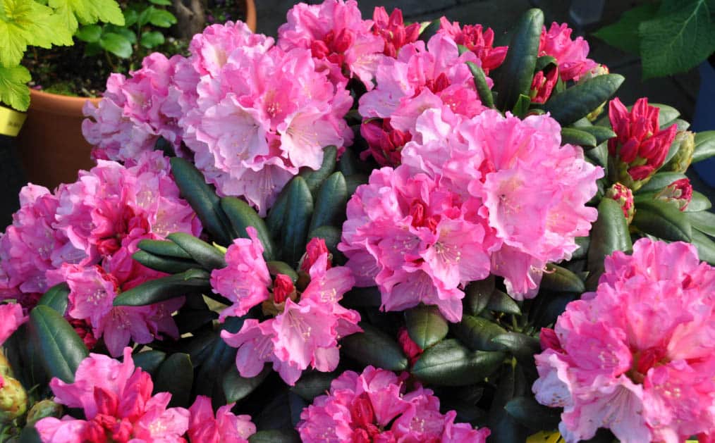 Rhododendren werden unter dem Gewicht der Bl&uuml;ten biegen. Es reicht aus, die Schale einer beliebten Frucht zu haben