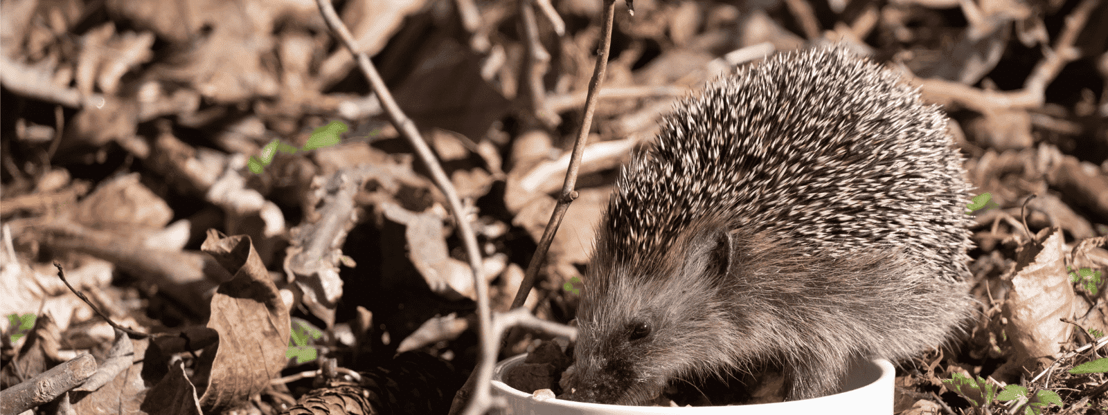 Was die Deutschen derzeit unternehmen, um die Igel vor dem Aussterben zu bewahren
