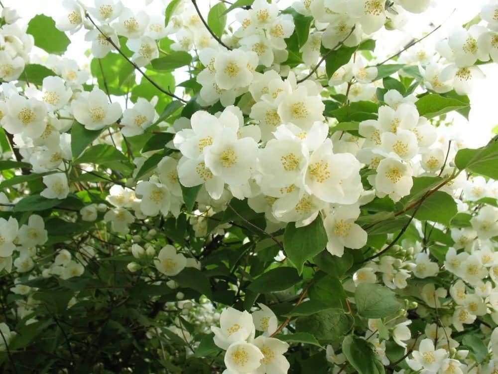 Pflanzen Sie statt Hortensien. Sie bl&uuml;hen wundersch&ouml;n und sind einfach zu z&uuml;chten