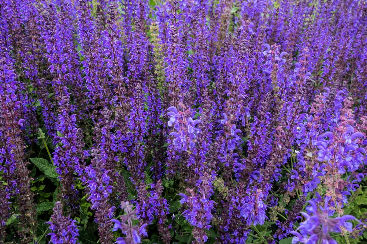 Ich habe jedes Jahr Tausende von Dollar für Balkonblumen ausgegeben. Dann habe ich diese Stauden entdeckt und alles hat sich verändert.