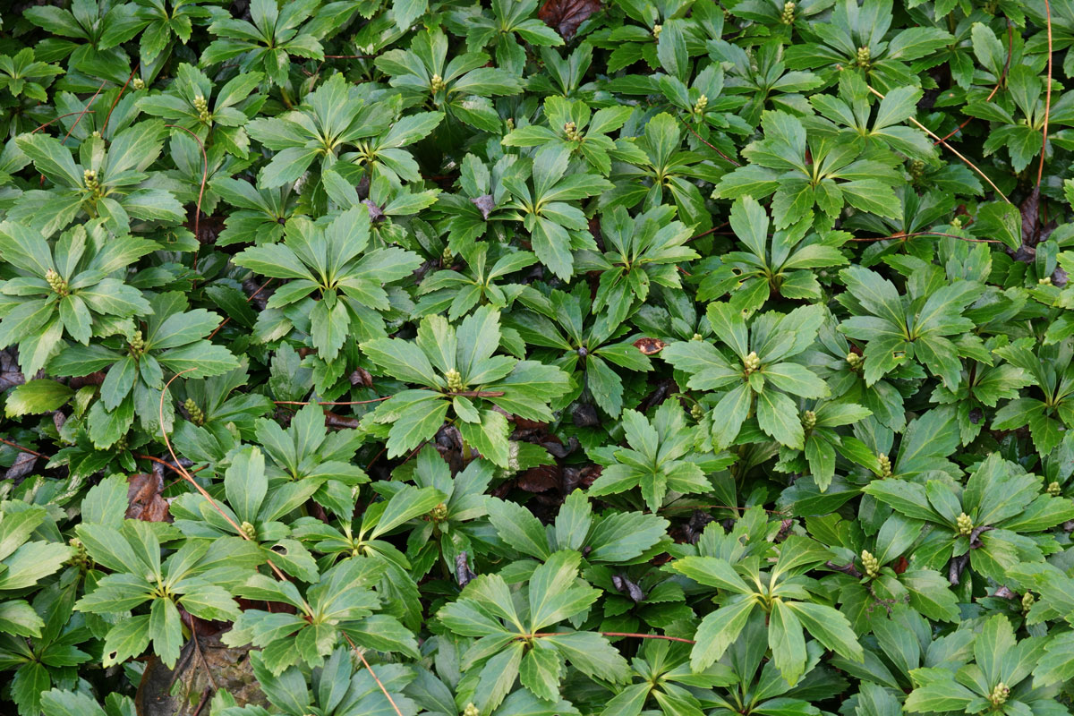 Die besten Bodendecker zur Unkrautbekämpfung: ein unersetzlicher Bestandteil Ihres Gartens.