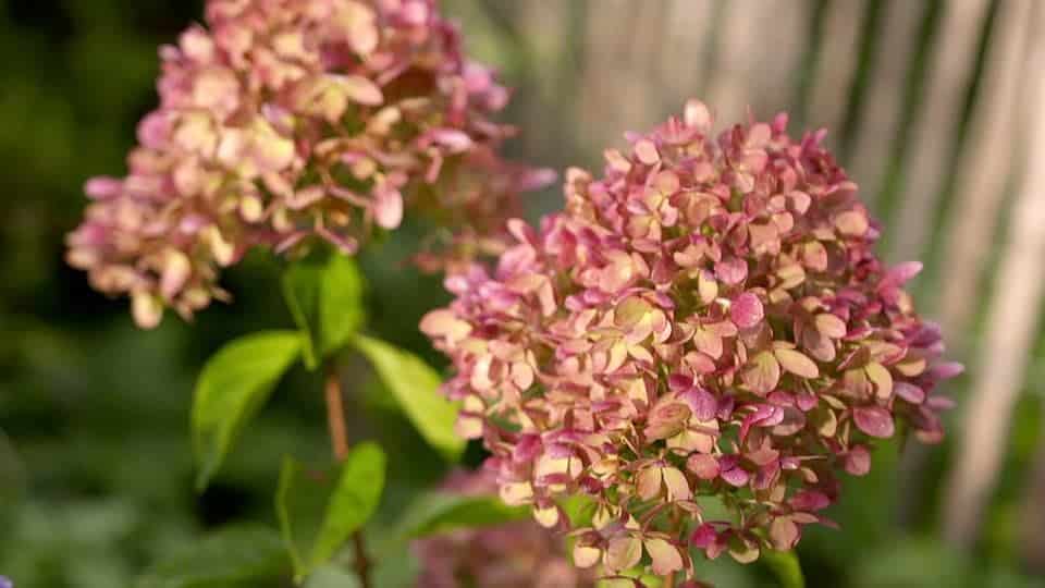 Wenn der Schnee geschmolzen ist, nehmen Sie einen Eimer und gie&szlig;en Sie die Hortensie. Das D&uuml;ngemittel sorgt f&uuml;r eine &uuml;ppige Bl&uuml;te und verhindert trockene Stiele. Hortensien brauchen das im Fr&uuml;hling