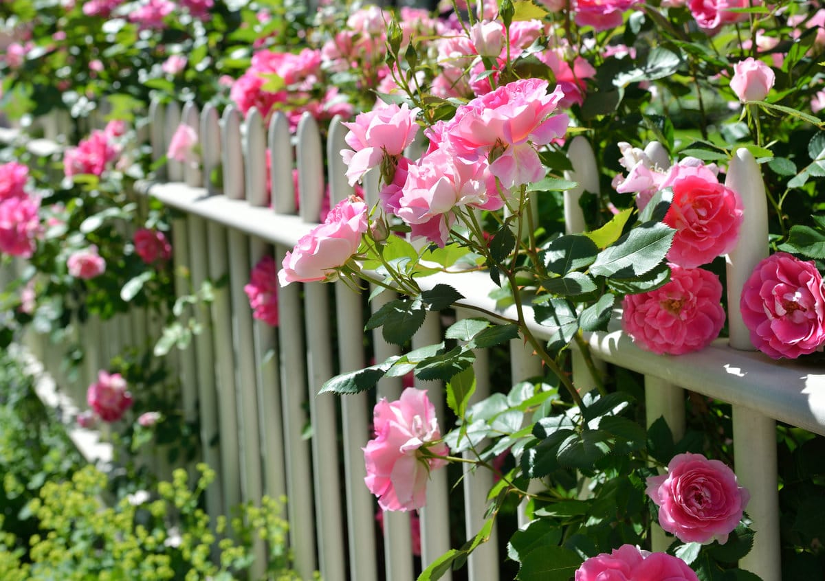 Wie kann man Rosen selbst vermehren?