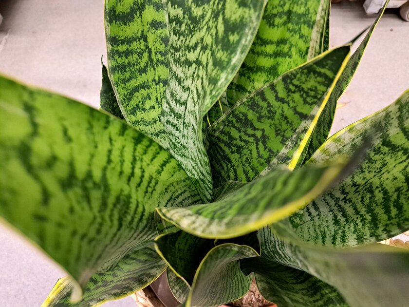 Stellen Sie es in Ihr Schlafzimmer. Nachts produziert es Sauerstoff und verbessert tats&auml;chlich Ihren Schlaf