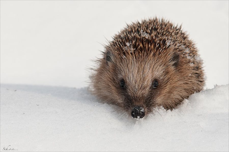 Was die Deutschen derzeit unternehmen, um die Igel vor dem Aussterben zu bewahren