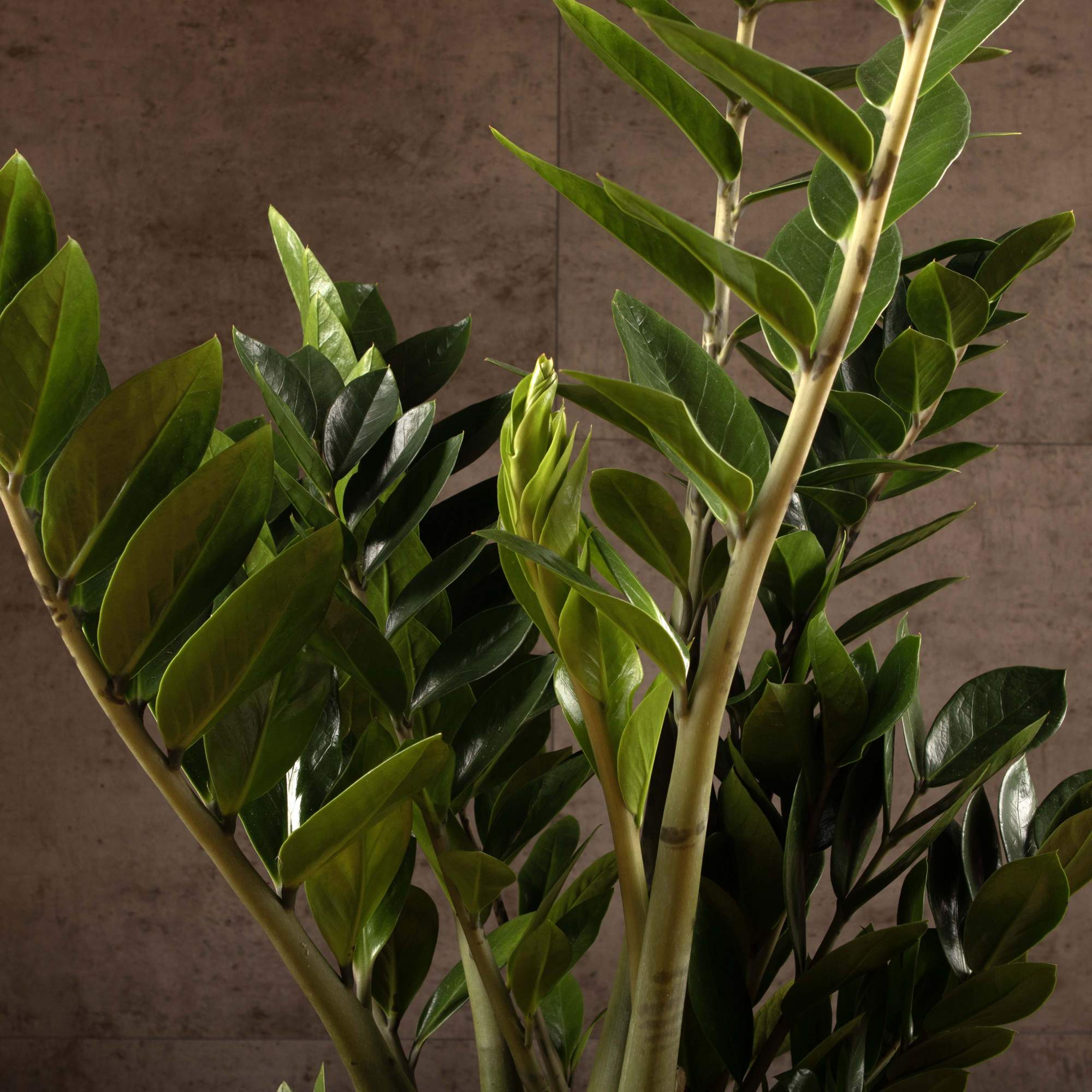 Geben Sie einen Teel&ouml;ffel davon ins Wasser und gie&szlig;en Sie die Zamioculcas damit. Im Winter treibt sie neue Bl&auml;tter