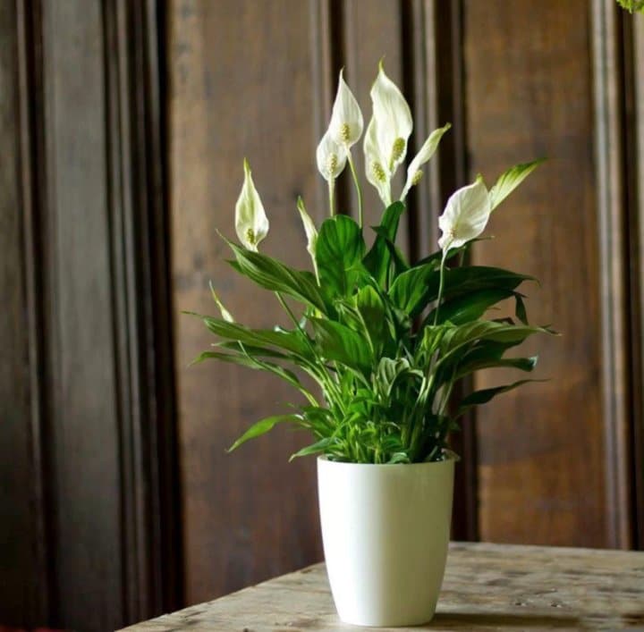 Einblatt im Wohnzimmer: Warum Experten jetzt diesen g&uuml;nstigen Trick nutzen