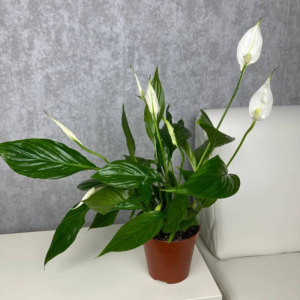 Einblatt im Wohnzimmer: Warum Experten jetzt diesen günstigen Trick nutzen