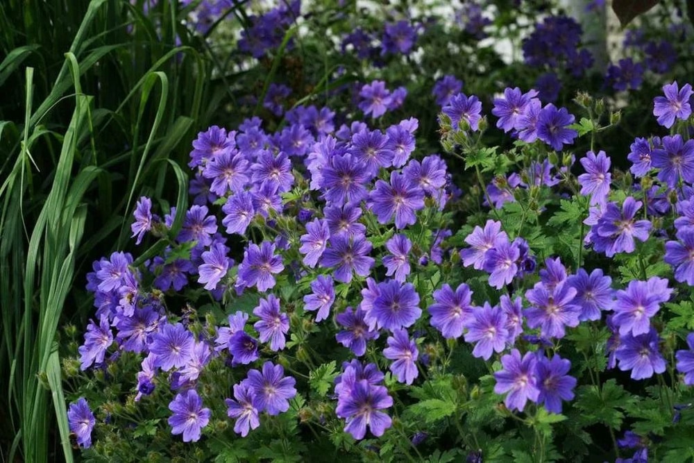 Pflegeleichtes Staudenbeet: Fünf robuste Pflanzen für den heimischen Garten