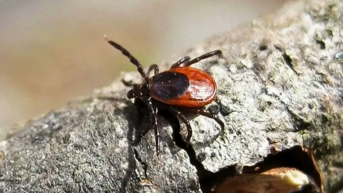 Ist es wahr? Je kälter der Winter, desto weniger Schädlinge gibt es im Sommer.