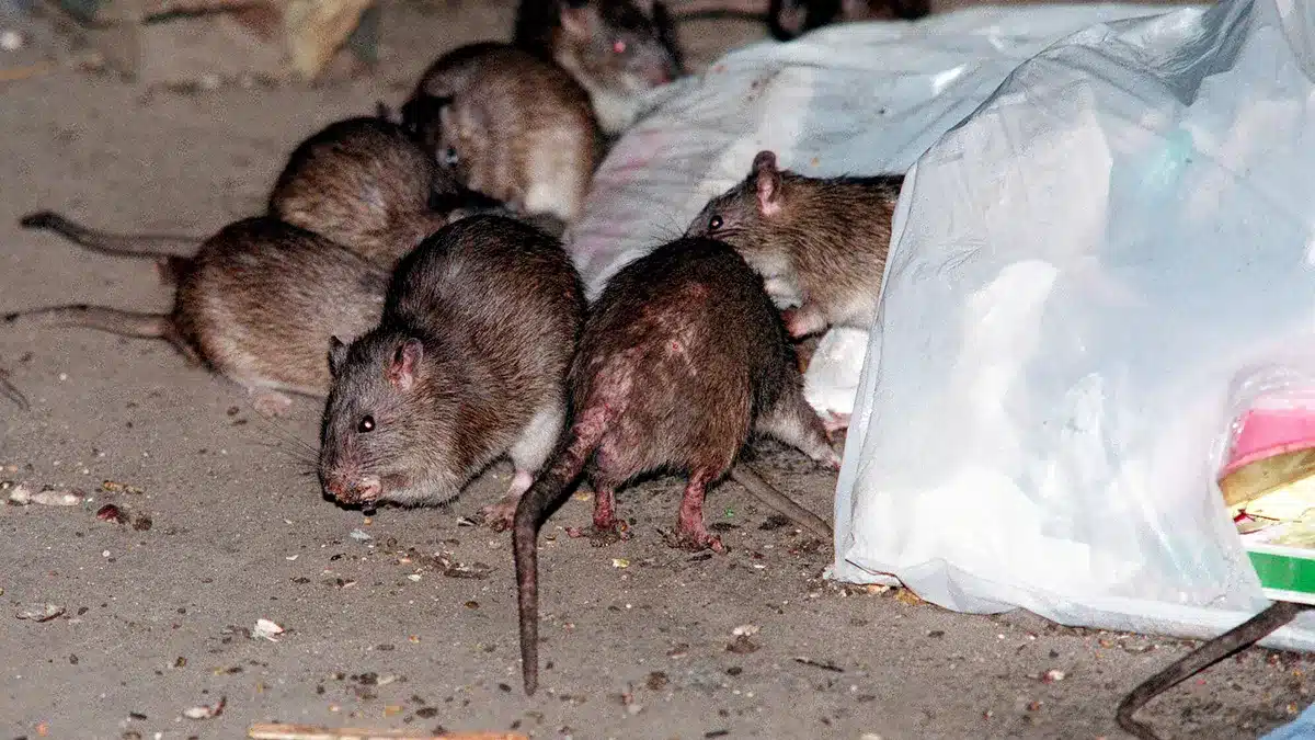 Rattenplage in Deutschland