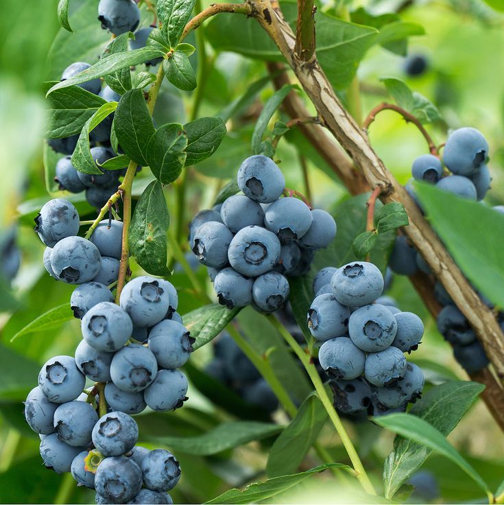 Vergraben Sie es unter amerikanischen Blaubeeren. Die Str&auml;ucher werden sich unter der Last der Fr&uuml;chte biegen