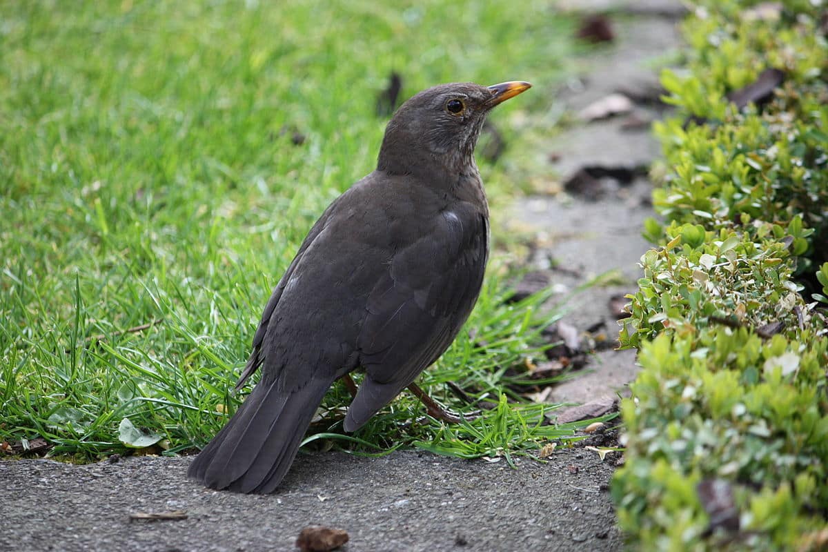 Was bedeutet es wirklich, dass jeden Tag eine Amsel in Ihrem Garten zu sehen ist?
