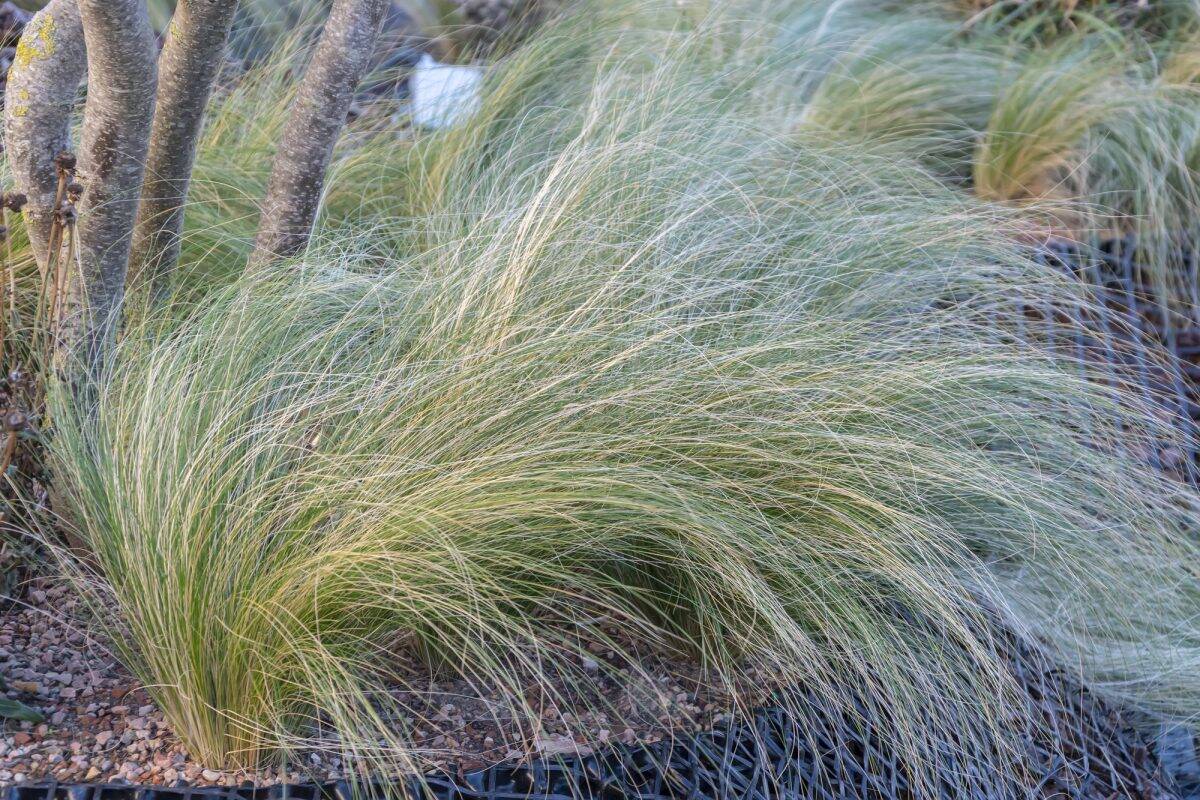 Die besten Bodendecker zur Unkrautbekämpfung: ein unersetzlicher Bestandteil Ihres Gartens.