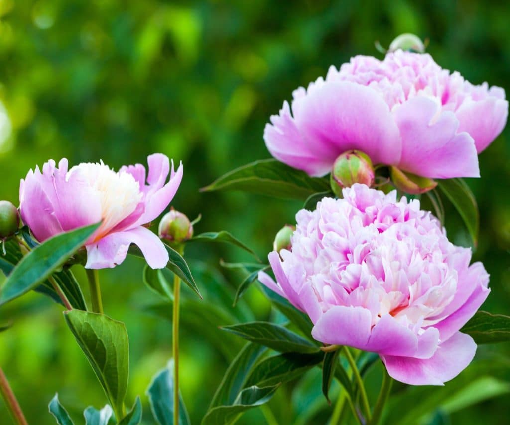 Pflege von Pfingstrosen im Vorfrühling. In Wasser auflösen und gießen, dann erscheinen schnell Knospen.