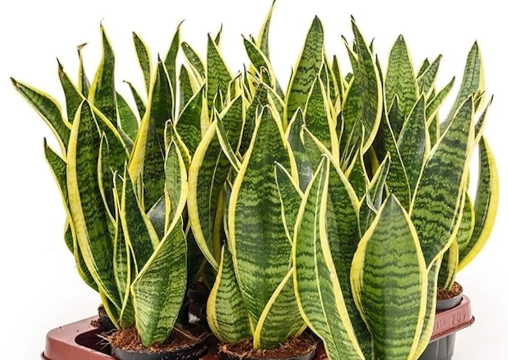 Weder im Wohnzimmer noch in der Küche: Der nach chinesischer Tradition empfohlene Aufbewahrungsort für die Sprache der Schwiegermutter im Haus