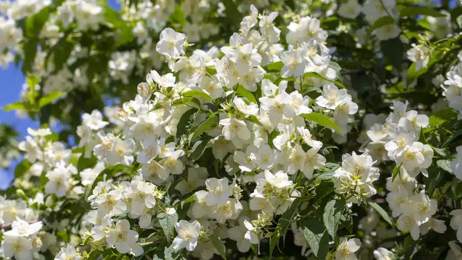 Pflanzen Sie statt Hortensien. Sie blühen wunderschön und sind einfach zu züchten