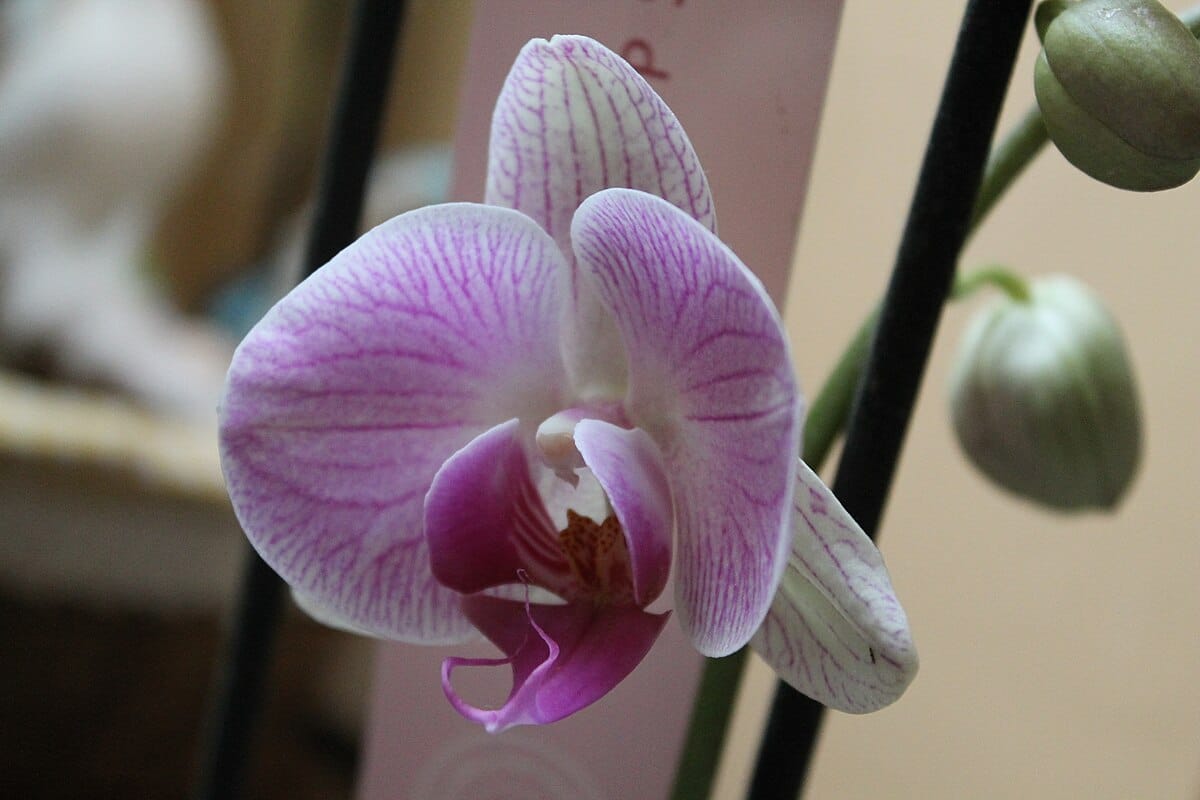 Einen halben Teelöffel in den Topf geben. Nach drei Wochen beginnt die Orchidee zu blühen.