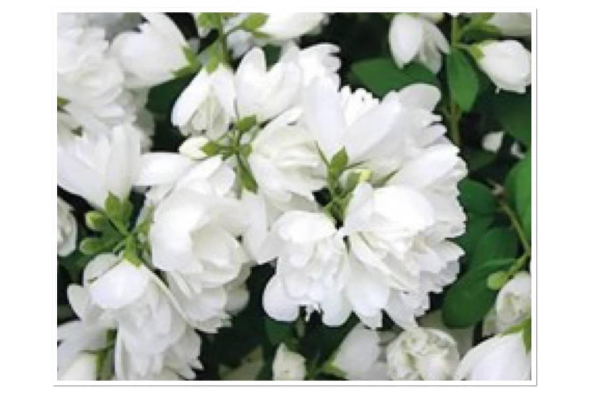 So vermehren Sie himmlischen Jasmin: Ihr Garten bl&uuml;ht 365 Tage im Jahr.