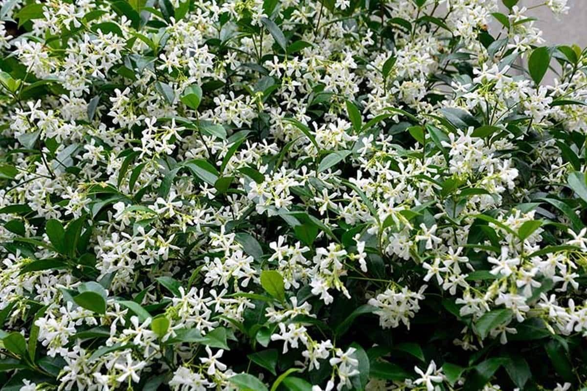 So vermehren Sie himmlischen Jasmin: Ihr Garten bl&uuml;ht 365 Tage im Jahr.
