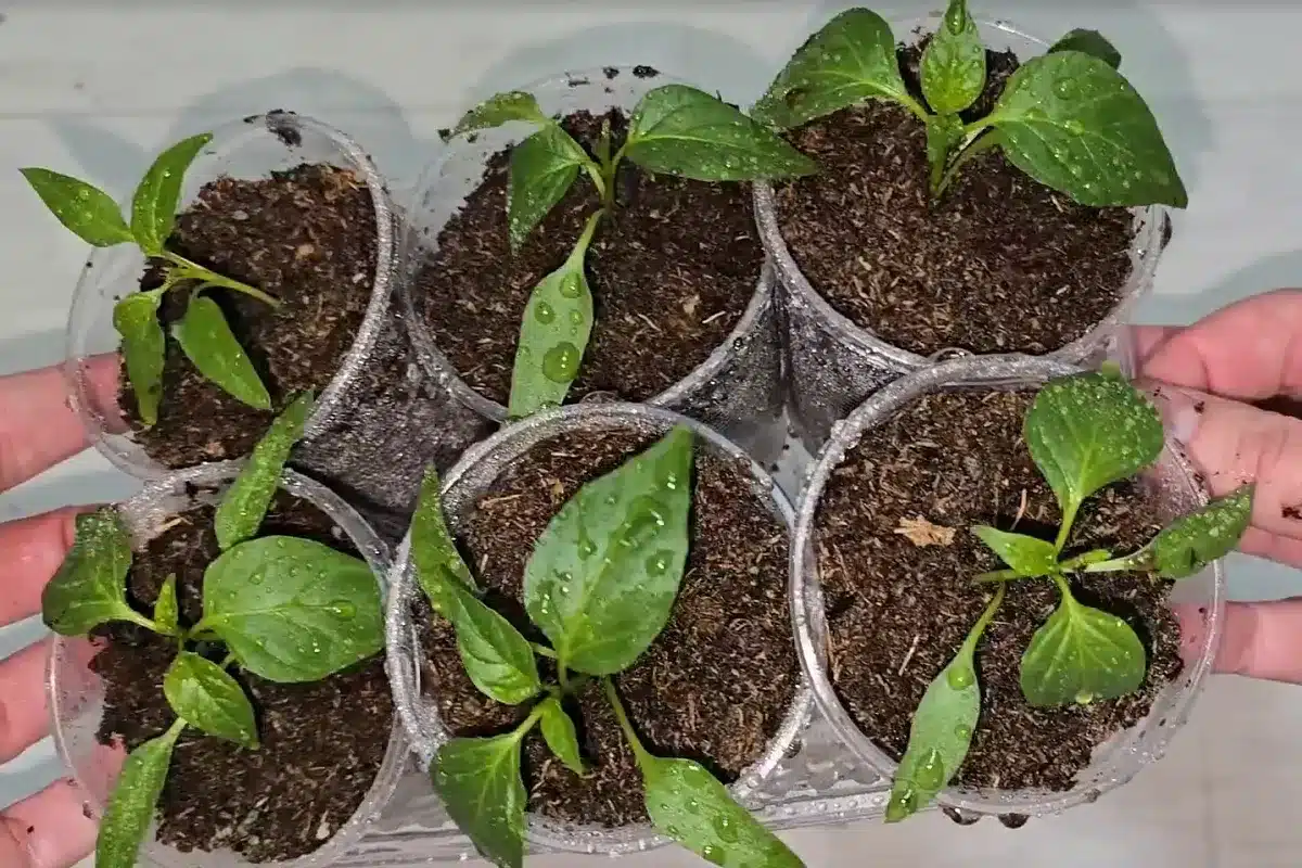 Wenn Sie die Samen jetzt nicht aussäen, haben Ihre Paprika keine Zeit, Früchte zu tragen. Überprüfen Sie die Aussaattermine.