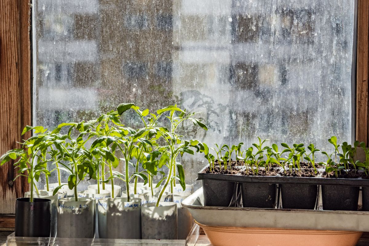 Ich nehme Folie für Setzlinge: unaufhaltsames Wachstum – ein Trick, den nur wenige kennen