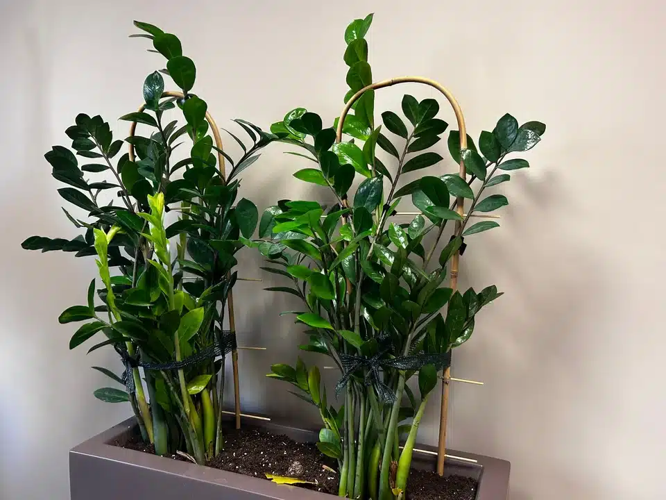 Geben Sie einen Teel&ouml;ffel davon ins Wasser und gie&szlig;en Sie die Zamioculcas damit. Im Winter treibt sie neue Bl&auml;tter