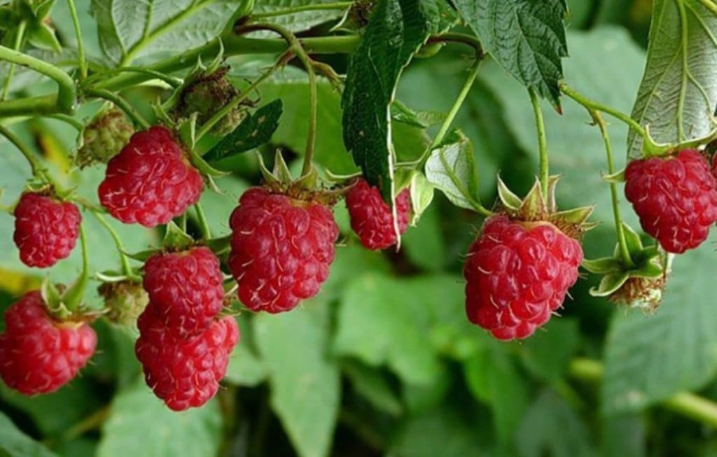 Ich streue bereits im Februar die Reste der Himbeerstr&auml;ucher aus. Die Str&auml;ucher tragen wie verr&uuml;ckt Fr&uuml;chte, und ich ernte K&ouml;rbe voller Beeren. Hausgemachter D&uuml;nger f&uuml;r Himbeeren