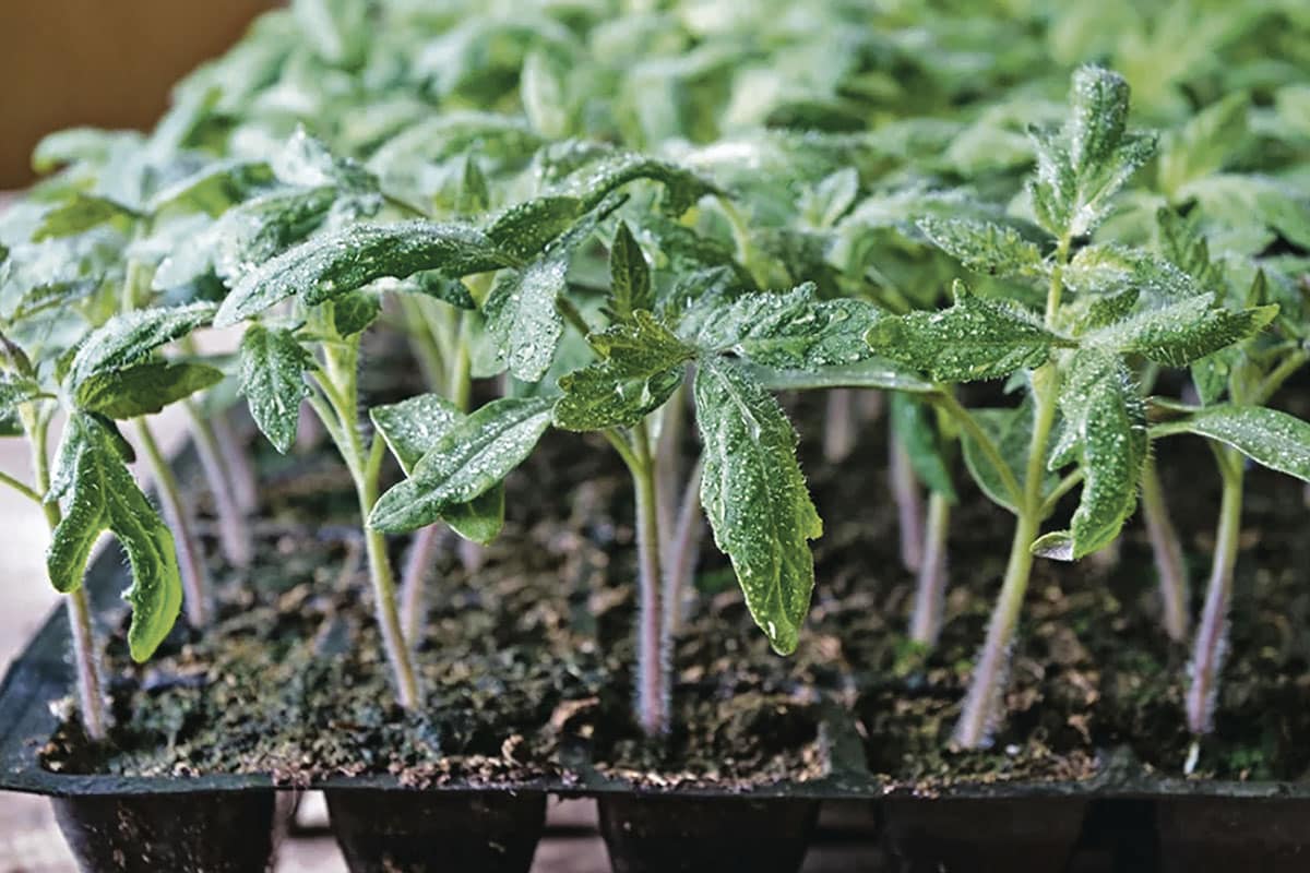 Werfen Sie 1 Löffel in das Loch – die Tomaten werden nicht krank und bleiben immer fleischig: in den Früchten von 10/10 Büschen
