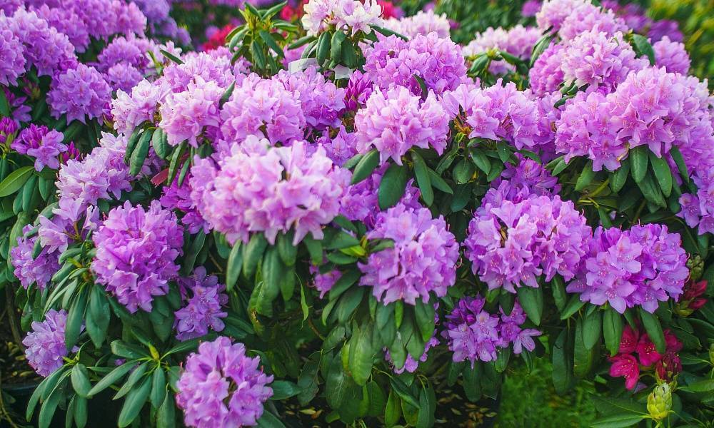 Wenn der Schnee geschmolzen ist, gie&szlig;en Sie Ihre Rhododendren damit. Ohne diese Ma&szlig;nahme werden sie im Fr&uuml;hjahr nicht bl&uuml;hen. D&uuml;nger f&uuml;r Rhododendren, der die Anzahl der Bl&uuml;ten verdoppelt