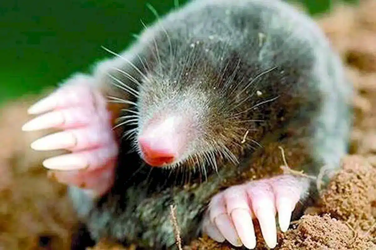 Werfen Sie den Brief auf den Stapel. Riecht wie ein Maulwurf. Er rennt so weit er kann.