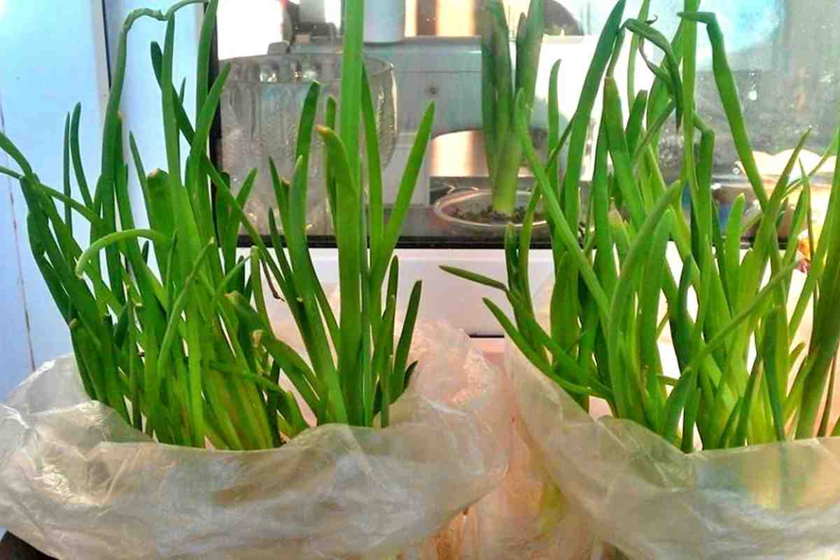 Zwiebeln wachsen ohne Erde und Wasser, und nur wenige Menschen wissen davon.