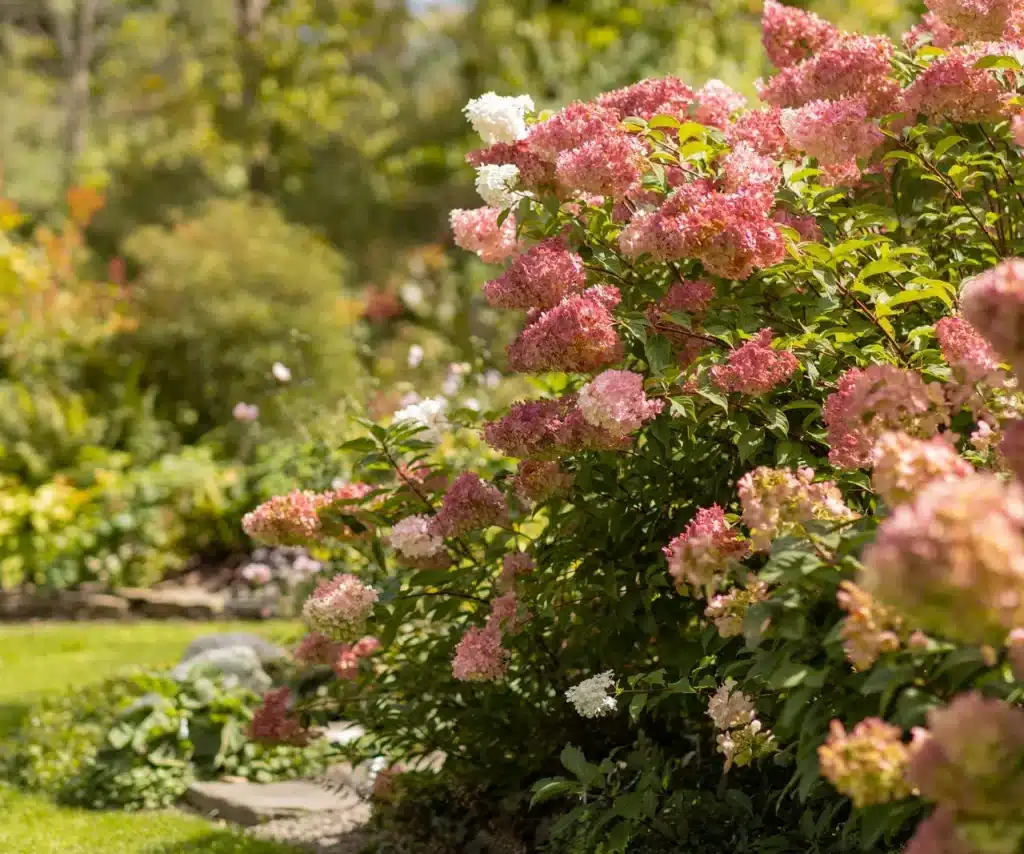 Wenn der Schnee geschmolzen ist, nehmen Sie einen Eimer und gießen Sie die Hortensie. Das Düngemittel sorgt für eine üppige Blüte und verhindert trockene Stiele. Hortensien brauchen das im Frühling