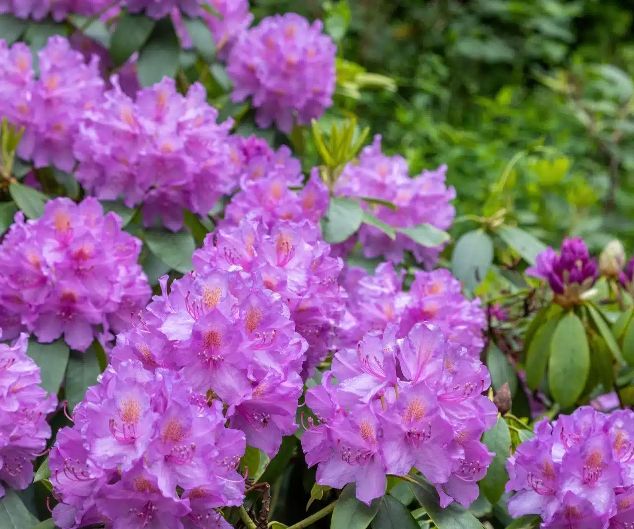 Wenn der Schnee geschmolzen ist, gie&szlig;en Sie Ihre Rhododendren damit. Ohne diese Ma&szlig;nahme werden sie im Fr&uuml;hjahr nicht bl&uuml;hen. D&uuml;nger f&uuml;r Rhododendren, der die Anzahl der Bl&uuml;ten verdoppelt