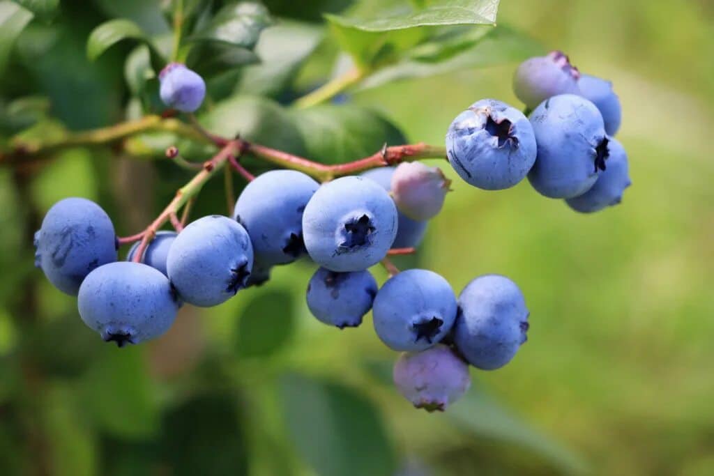 Vergraben Sie es unter amerikanischen Blaubeeren. Die Sträucher werden sich unter der Last der Früchte biegen